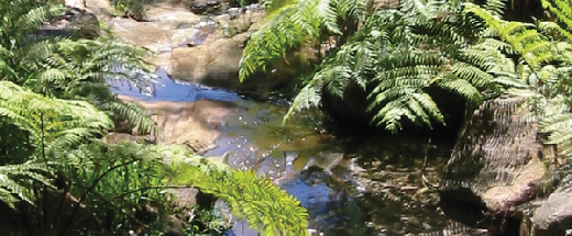 Ferny creek running through the Leonis garden