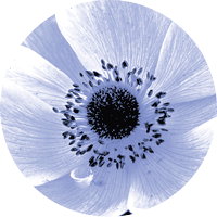 blue-daisy-circular