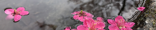 floating-pink-flowers