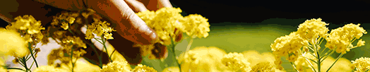 picking-yellow-flowers