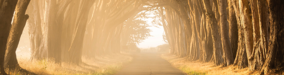 Sunlit path through trees