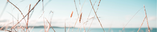 Wheat on blue sky and water